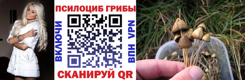 даркнет какой сайт  Елизово  Псилоцибиновые грибы Cubensis 